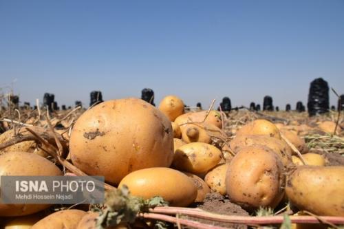 اقدامات دانشگاه محقق اردبیلی در جهت مأموریت توسعه زنجیره ارزش مزارع سیب زمینی استان اردبیل
