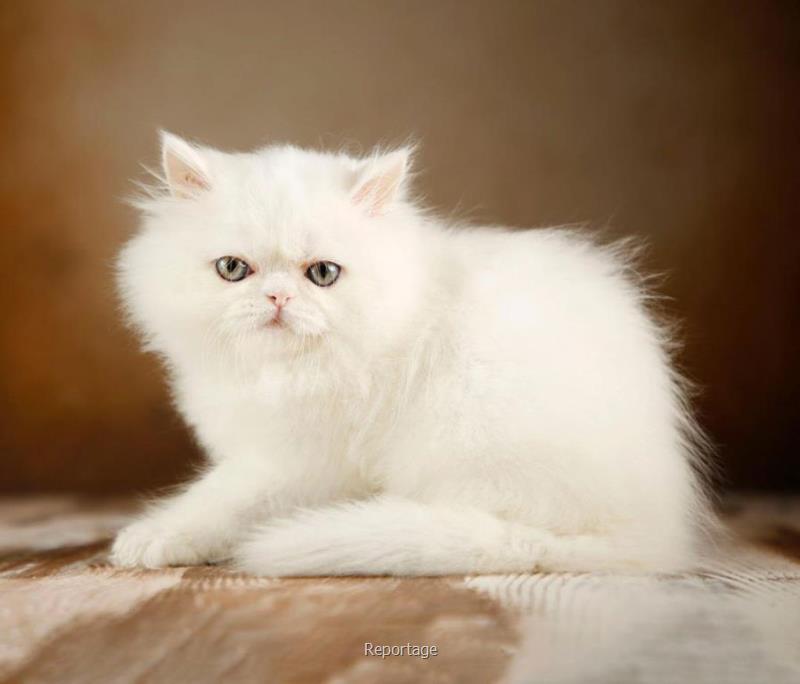 گربه اسكاتیش سفید