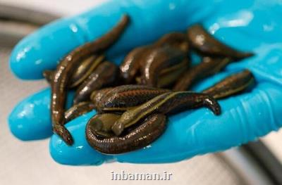 تولید كرم ضد اگزما با كمك بزاق زالو