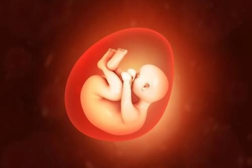 کوشش برای ایجاد جنین های مصنوعی فاقد حیات برای پیوند عضو