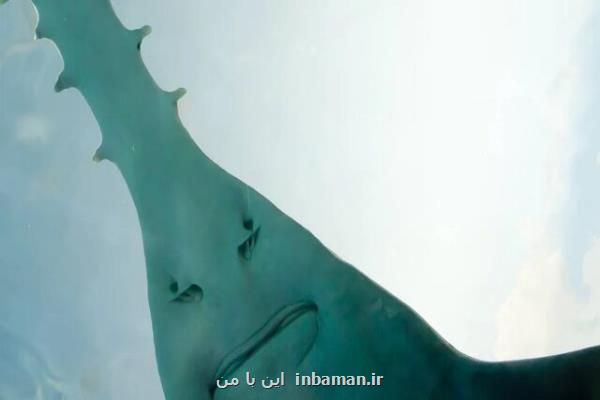 کشف راز تکامل دندان ها در فسیل های اره ماهی ها