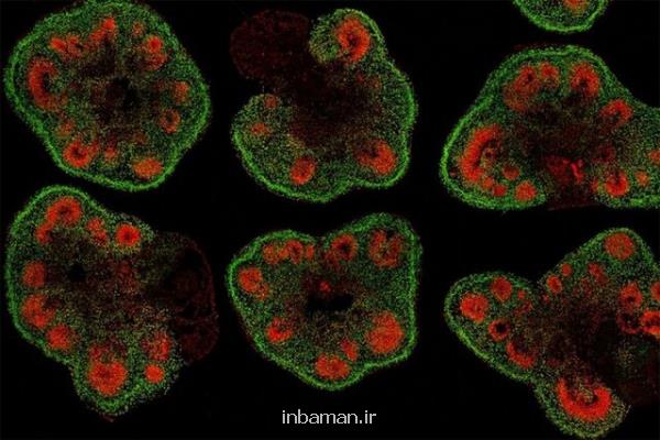 ابداع روشی برای بهبود ساختار ارگانوئیدها