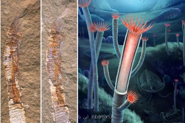 تکمیل یک قطعه دیگر از پازل فرگشت با کشف فسیل های ۵۵۰ میلیون ساله