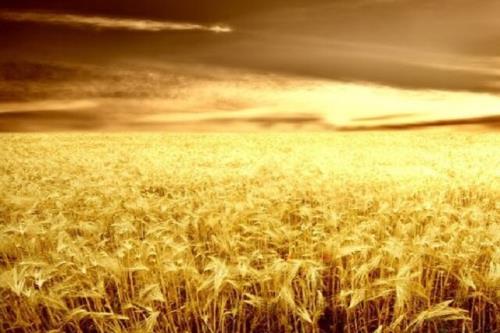 ایران برای تولید گندم، آب زیادی مصرف می کند