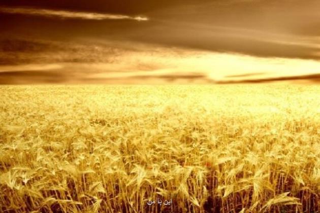 ایران برای تولید گندم، آب زیادی مصرف می کند