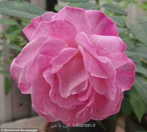 گل رزی كه پژمرده نمی گردد