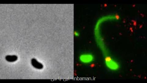اولین تصاویر از باكتری هایی كه به DNA نفوذ می كنند