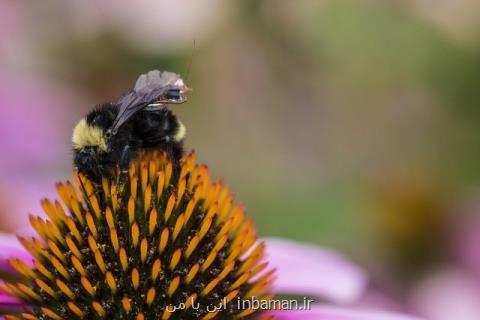 تبدیل زنبورها به ناظران مزرعه با یك كوله پشتی الكترونیكی