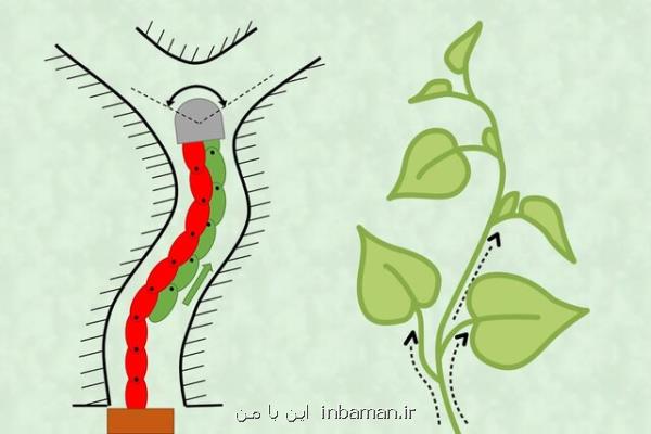 رباتی كه مانند گیاه رشد می كند!