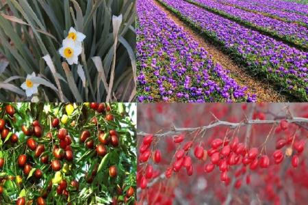 تهیه نقشه راه گیاهان دارویی سرزمین طلا و یاقوت های سرخ