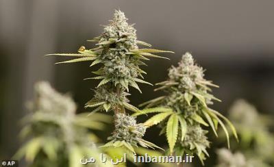 ماریجوانا در درمان كرونا موثر است؟